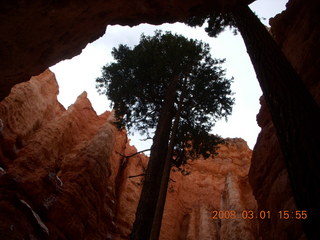 320 6f1. Bryce Canyon - Navajo Loop hike - tall trees