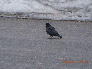 356 6f1. Bryce Canyon - raven in parking lot