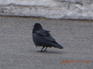 357 6f1. Bryce Canyon - raven in parking lot