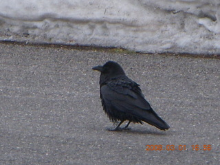 358 6f1. Bryce Canyon - raven in parking lot