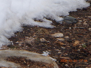 369 6f1. Bryce Canyon - bird in the snow