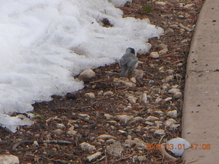 370 6f1. Bryce Canyon - bird in the snow