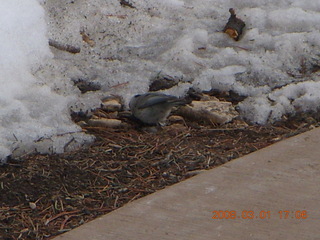 371 6f1. Bryce Canyon - bird in the snow