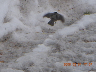 372 6f1. Bryce Canyon - bird flying in the snow