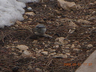 373 6f1. Bryce Canyon - bird in the snow