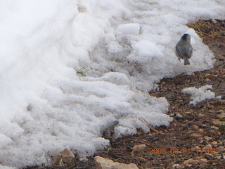 374 6f1. Bryce Canyon - bird in the snow