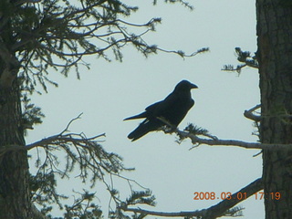384 6f1. Bryce Canyon - raven in a tree