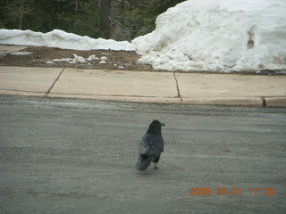 386 6f1. Bryce Canyon - raven in parking lot