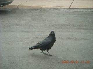 387 6f1. Bryce Canyon - raven in parking lot