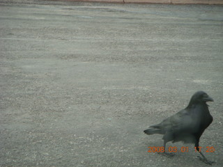 388 6f1. Bryce Canyon - raven in parking lot