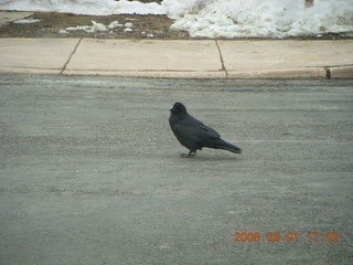 389 6f1. Bryce Canyon - raven in parking lot