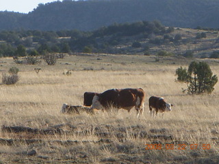 Chapman Ranch Airport fly-in - cows