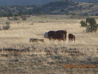 Chapman Ranch Airport - cows