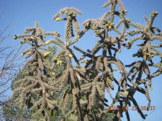 Chapman Ranch run - interesting cactus