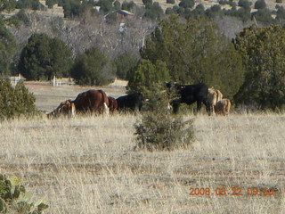 Chapman Ranch Airport fly-in - cows