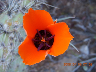 flowers on Windgate/Bell hike