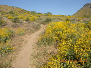 flower vista on Windgate/Bell hike