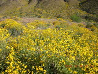 flower vista on Windgate/Bell hike