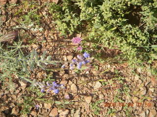 flowers on Windgate/Bell hike