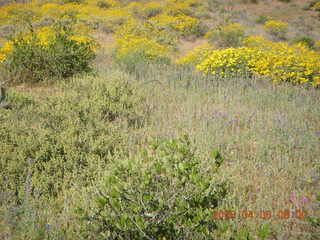 flower vista on Windgate/Bell hike