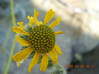 flowers on Windgate/Bell hike