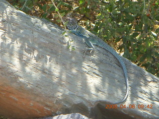 lizard on Windgate/Bell hike