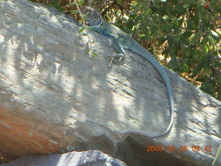 lizard on Windgate/Bell hike