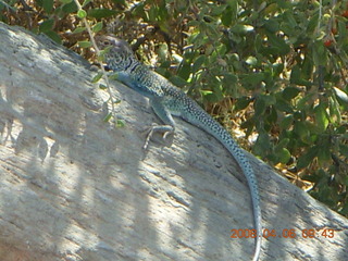 lizard on Windgate/Bell hike