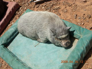 one of Kathe's pet pigs