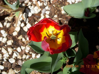 20 6gs. Kathe's last tulip