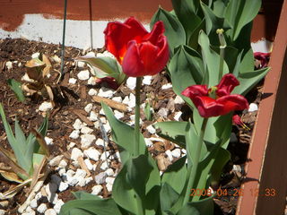 21 6gs. Kathe's last tulip