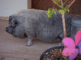 one of Kathe's peg pigs