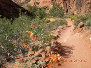82 6gs. Snow Canyon - Hidden Pinyon trail - flowers