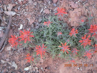 3 6gt. Zion National Park - Angels Landing hike - red flowers