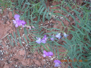 4 6gt. Zion National Park - Angels Landing hike - purple flowers