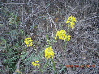 5 6gt. Zion National Park - Angels Landing hike - yellow flowers