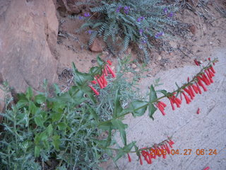 12 6gt. Zion National Park - Angels Landing hike - red flowers