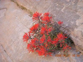 19 6gt. Zion National Park - Angels Landing hike - red flowers