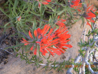 Zion National Park - Angels Landing hike - red flowers