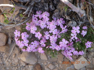 32 6gt. Zion National Park - Angels Landing hike - purple flowers