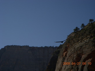 Zion National Park - Angels Landing hike - bird soaring (hawk?)