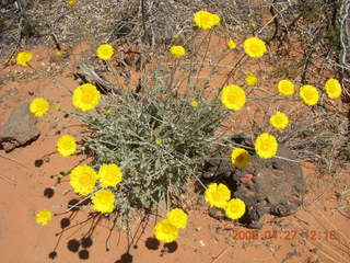 96 6gt. Snow Canyon - Butterfly trail - flowers