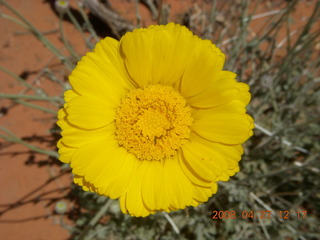 97 6gt. Snow Canyon - Butterfly trail - flower