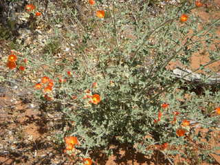 107 6gt. Snow Canyon - Butterfly trail - flowers