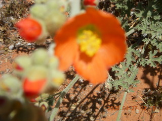 108 6gt. Snow Canyon - Butterfly trail - flower