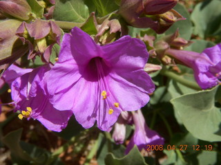 109 6gt. Snow Canyon - Butterfly trail - flower