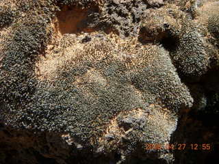 Snow Canyon - Lava Flow cave - mossy plant
