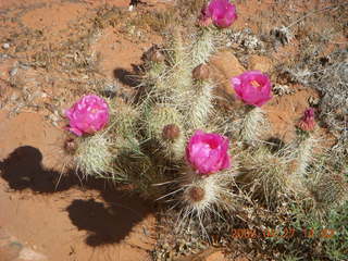 240 6gt. Snow Canyon - Petrified Dunes - flowers