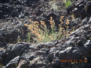 275 6gt. Snow Canyon - Lava Flow cave - flowers