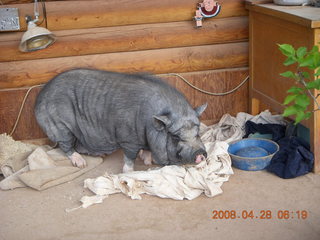 2 6gu. one of Kathe's pet pigs
